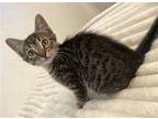 Adopt Milo a Brown Tabby Domestic Shorthair / Mixed (short coat) cat in Alameda