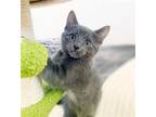 Adopt Bean a Gray or Blue (Mostly) Domestic Shorthair / Mixed (short coat) cat