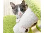 Adopt Luna a Gray or Blue (Mostly) Domestic Shorthair / Mixed (short coat) cat