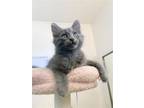 Adopt Bear a Gray or Blue (Mostly) Domestic Mediumhair / Mixed (medium coat) cat