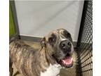 Adopt Bruno a Brown/Chocolate - with White Cane Corso / Mixed dog in Richmond