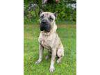 Adopt Luke a Brindle Mastiff / Mixed dog in Spring Lake, NJ (41550001)