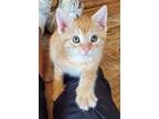 Adopt Cream (Popsicle Litter) a Domestic Shorthair / Mixed cat in Frederick