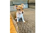 Adopt Eeny - The Tag Babies a Mixed Breed (Small) / Mixed dog in Frederick