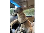 Adopt Simba a White - with Red, Golden, Orange or Chestnut Golden Retriever /