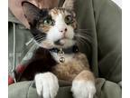 Adopt Ekin-su a Calico or Dilute Calico Calico / Mixed (short coat) cat in San