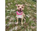 Adopt Custard a Tan/Yellow/Fawn - with White Terrier (Unknown Type