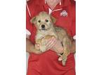 Adopt Oscar a Tan/Yellow/Fawn - with Black Wheaten Terrier / Mixed dog in South