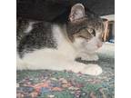 Adopt Swindell a Gray, Blue or Silver Tabby Domestic Shorthair / Mixed (short