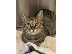 Adopt Tink a Brown Tabby Domestic Shorthair (short coat) cat in Peace Dale