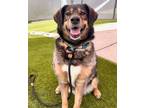 Adopt Mari Jane a German Shepherd Dog / Siberian Husky / Mixed dog in Salt Lake