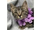 Adopt Aishwarya a Domestic Shorthair / Mixed (short coat) cat in Columbus