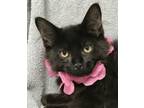 Adopt Hrithik a All Black Domestic Longhair / Mixed (long coat) cat in Columbus