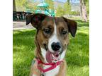 Adopt Ramona a Shepherd (Unknown Type) / Mixed dog in Golden, CO (41549864)