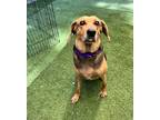 Adopt Iris a Tan/Yellow/Fawn - with Black Hound (Unknown Type) / Mixed Breed