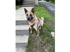 Adopt Chandler a German Shepherd Dog / Cattle Dog / Mixed dog in Germantown
