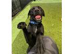 Adopt Lindsay a Black - with White Labrador Retriever / Mixed Breed (Large) /