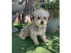 Adopt Oliver a Gray/Blue/Silver/Salt & Pepper Miniature Poodle / Mixed dog in