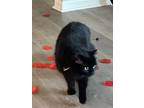 Adopt Pepper a All Black Domestic Mediumhair / Mixed (medium coat) cat in Tall