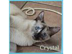 Adopt CRYSTAL a Cream or Ivory (Mostly) Siamese / Mixed (short coat) cat in