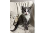 Adopt Dottie a Domestic Mediumhair cat in Berea, KY (41549801)