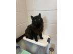 Adopt Posty a Black (Mostly) Domestic Shorthair cat in Joliet, IL (41549796)