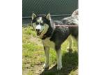 Adopt Lupo a Black - with Gray or Silver Siberian Husky / Mixed dog in Peace