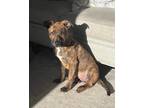 Adopt Stella a Brindle Plott Hound / Mixed dog in Pleasant Valley, NY (41549835)