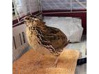 Adopt Japanese Quails! a Brown Quail bird in Burlingame, CA (41549742)