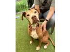 Adopt Kacy a Red/Golden/Orange/Chestnut - with White Mixed Breed (Medium) /