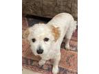 Adopt Teddy a White Poodle (Miniature) / Mixed dog in Olympia, WA (41549787)