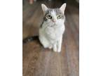 Adopt Winnie a White Domestic Mediumhair cat in Massillon, OH (41536396)
