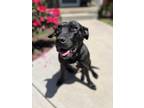 Adopt Donut a Black Labrador Retriever / Mixed dog in Massillon, OH (41549772)