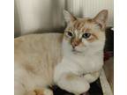Adopt James a Domestic Mediumhair / Mixed (short coat) cat in Eastsound