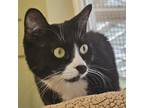 Adopt Serenity a Domestic Shorthair / Mixed (short coat) cat in Eastsound