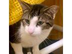 Adopt Buccaneer a Domestic Shorthair / Mixed (short coat) cat in Eastsound