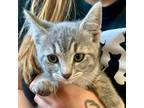 Adopt Marina a Domestic Shorthair / Mixed (short coat) cat in Eastsound