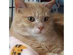 Adopt Tommy Boy a White (Mostly) Domestic Shorthair cat in Buhl, ID (41549768)