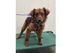 Adopt Bedy a Jindo dog in LONG ISLAND CITY, NY (41500977)