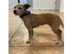 Adopt JEssica a Cairn Terrier / Border Terrier dog in Bradenton, FL (41549766)