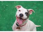 Adopt PRINCESS PEACH a White - with Black Pit Bull Terrier / Mixed dog in Marble