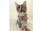 Adopt Noa a Domestic Mediumhair / Mixed (medium coat) cat in Alameda