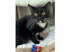 Adopt Felix a Black & White or Tuxedo Domestic Shorthair (short coat) cat in