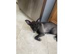 Adopt Kalea a Black - with Gray or Silver Belgian Malinois / Mixed dog in Chula