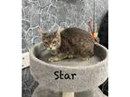 Adopt Star a Gray or Blue Domestic Shorthair / Mixed cat in Pittsburgh