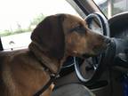 Adopt Tucker a Red/Golden/Orange/Chestnut Coonhound (Unknown Type) / Mixed dog