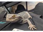 Adopt Cavern a Lizard reptile, amphibian, and/or fish in San Diego