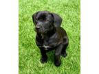 Adopt Jay a Mixed Breed (Medium) / Mixed dog in Thousand Oaks, CA (41549728)
