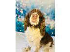 Adopt CALI a English Springer Spaniel / Mixed dog in Wintersville, OH (41544422)