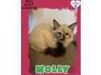 Adopt Molly a Ragdoll / Mixed (short coat) cat in Kingman, AZ (41549721)